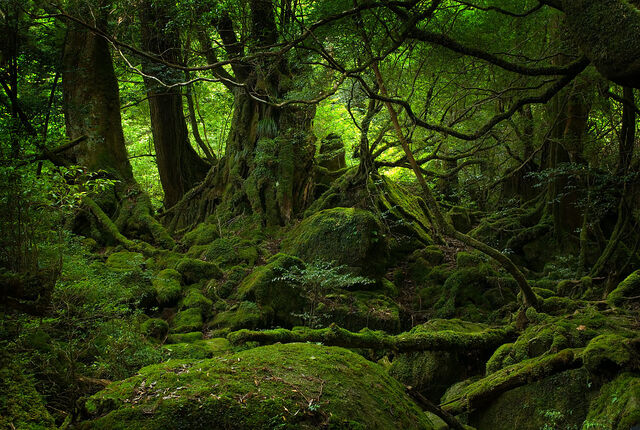 File:Deep Forest.jpg
