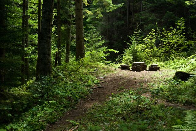 File:Main Clearing.jpg