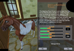 American Paint Horse -Tobiano