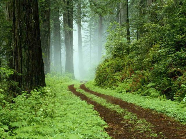 File:JPTERROPRForest.jpg