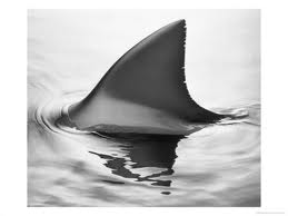 File:Shark fin.jpg