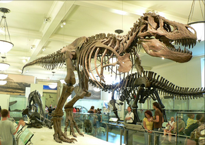 Amnh