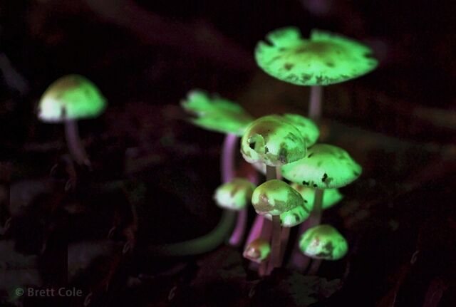 File:Bioluminescence.jpg