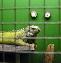 Iguana-enclosure