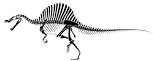 Jpivspinoskeleton
