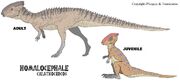 Homalocephale
