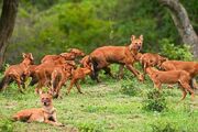 Pack of Dholes
