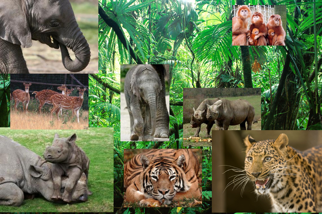 File:Jungle book real version.png