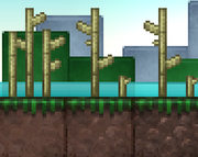 BambooSC