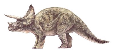 Trike female