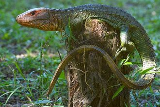 Lagarto-caiman-guayanes-cuerpo