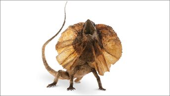 Agamidae.jpg