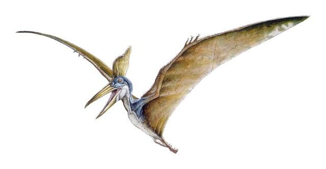 File:Pteraver02jn1.jpg