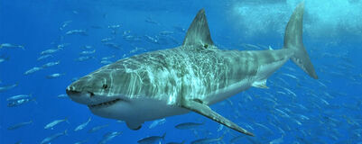 Great-white-shark-featured.jpg