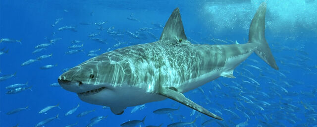 File:Great-white-shark-featured.jpg