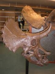 Youngtriceratops