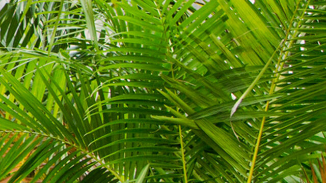 File:Ferns.jpg