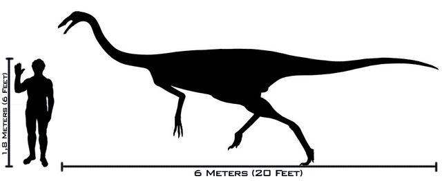 Datei:Scalegallimimus.jpg