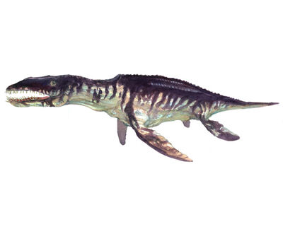 Liopleurodon (3).jpg