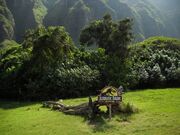 Kualoa tree