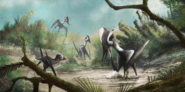 File:Pterodactylus paddles4.jpg