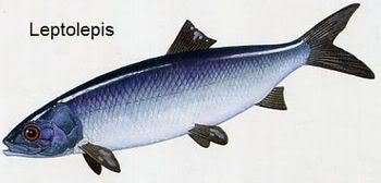 Leptolepis