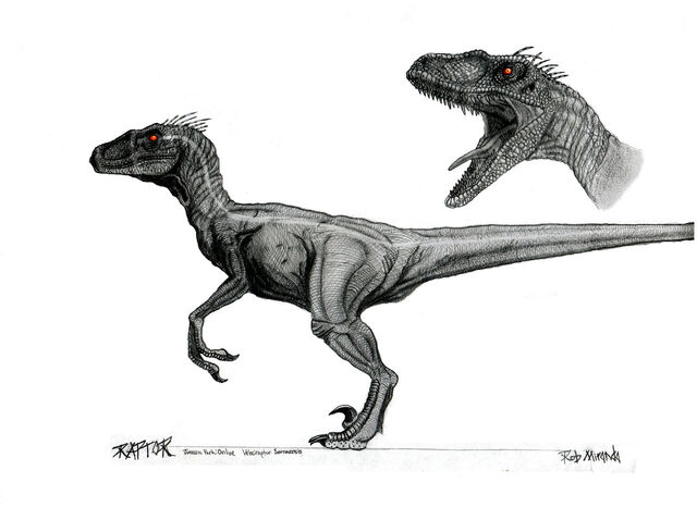 File:Velociraptor macho.jpg