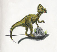 File:Microceratus.jpg