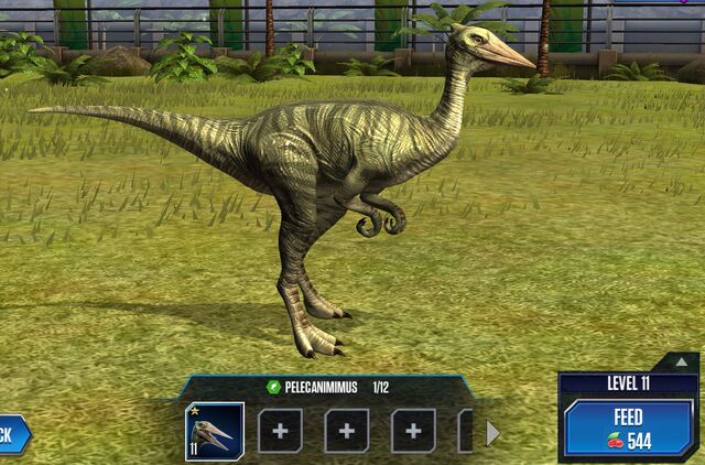 File:Pelecaniminus 2S.jpg