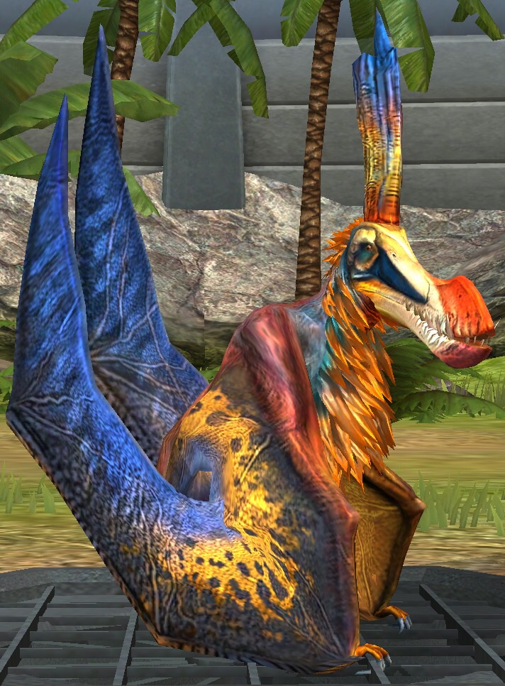 coloborhynchus