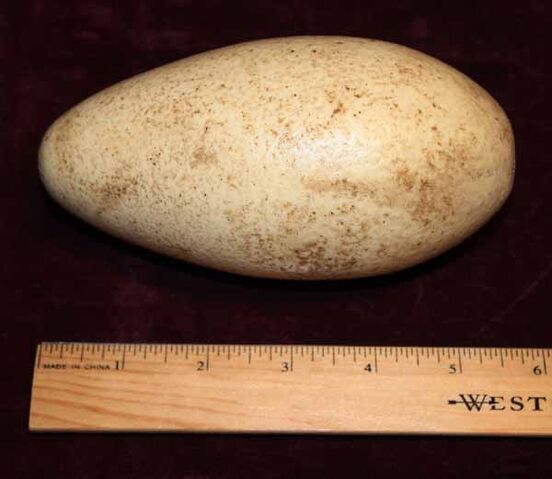 File:JP3egg11.jpg