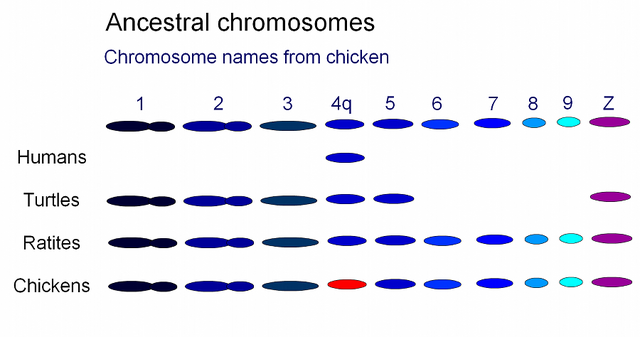 File:Dino chromo900.png