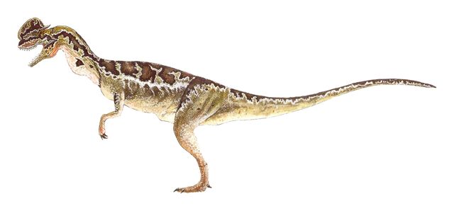 File:Spitter juvenile.jpg