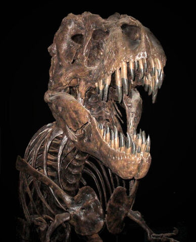 File:SkeletonT-Rex.jpg