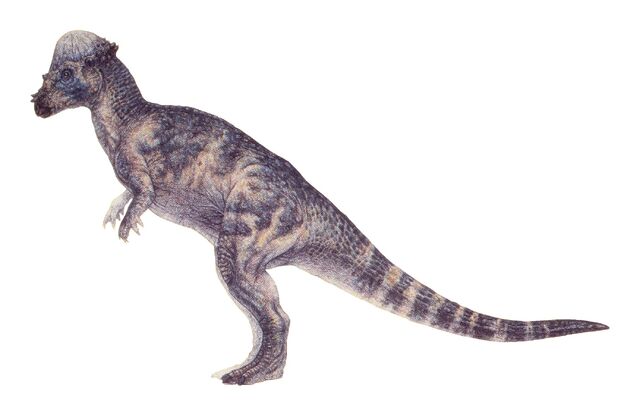 Archivo:Pachy female.jpg