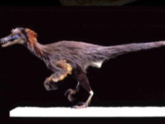 File:Featheredraptor8.jpg