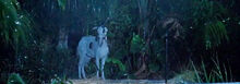 Goats-on-film-jurassic-park.jpg