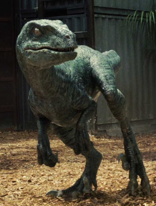 Файл:JWraptor.jpeg