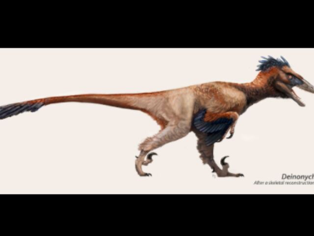 File:Featheredraptor4.jpg