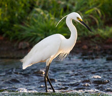 Little Egret.6
