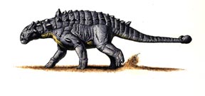 Euoplocephalus