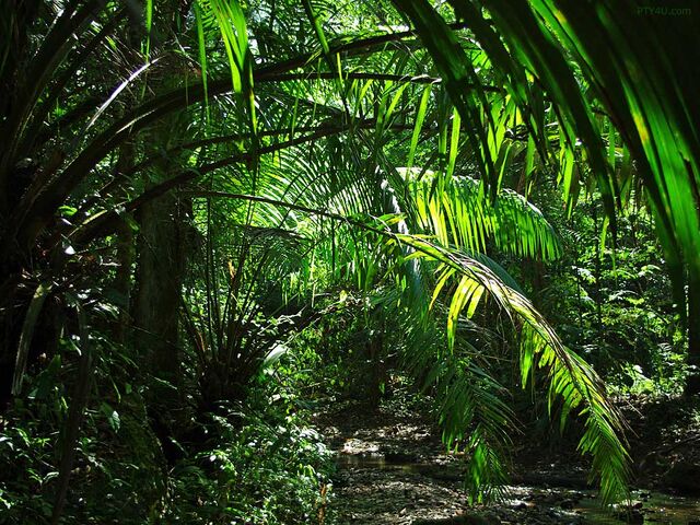 File:Jungle1.jpeg