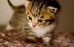 File:Kittyy.png