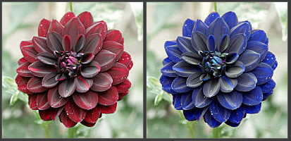 File:Flower for entrace.png