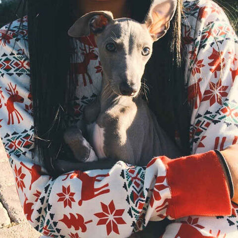 File:Rs 600x600-141229061122-600-Kylie-Jenner-Dog-Norman-JR1-122914.jpg