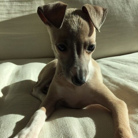 File:Bambi.jpg