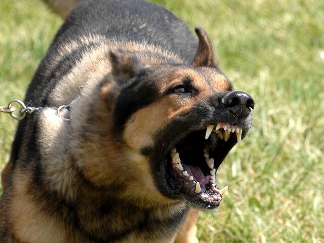 File:German-shepherd-open-the-big-mouth 93829-1600x1200.jpg