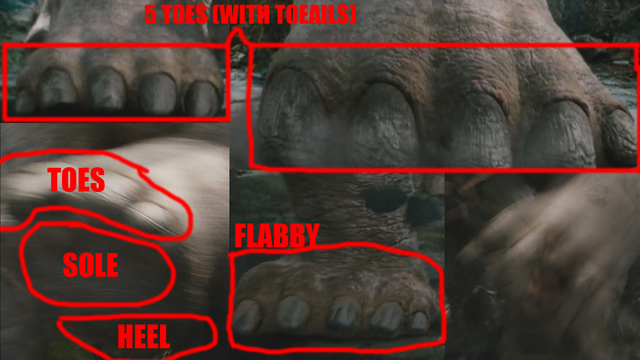 File:FootDiagram.png