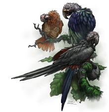 Carrion parrots