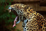 220px-Panthera onca at the Toronto Zoo 2
